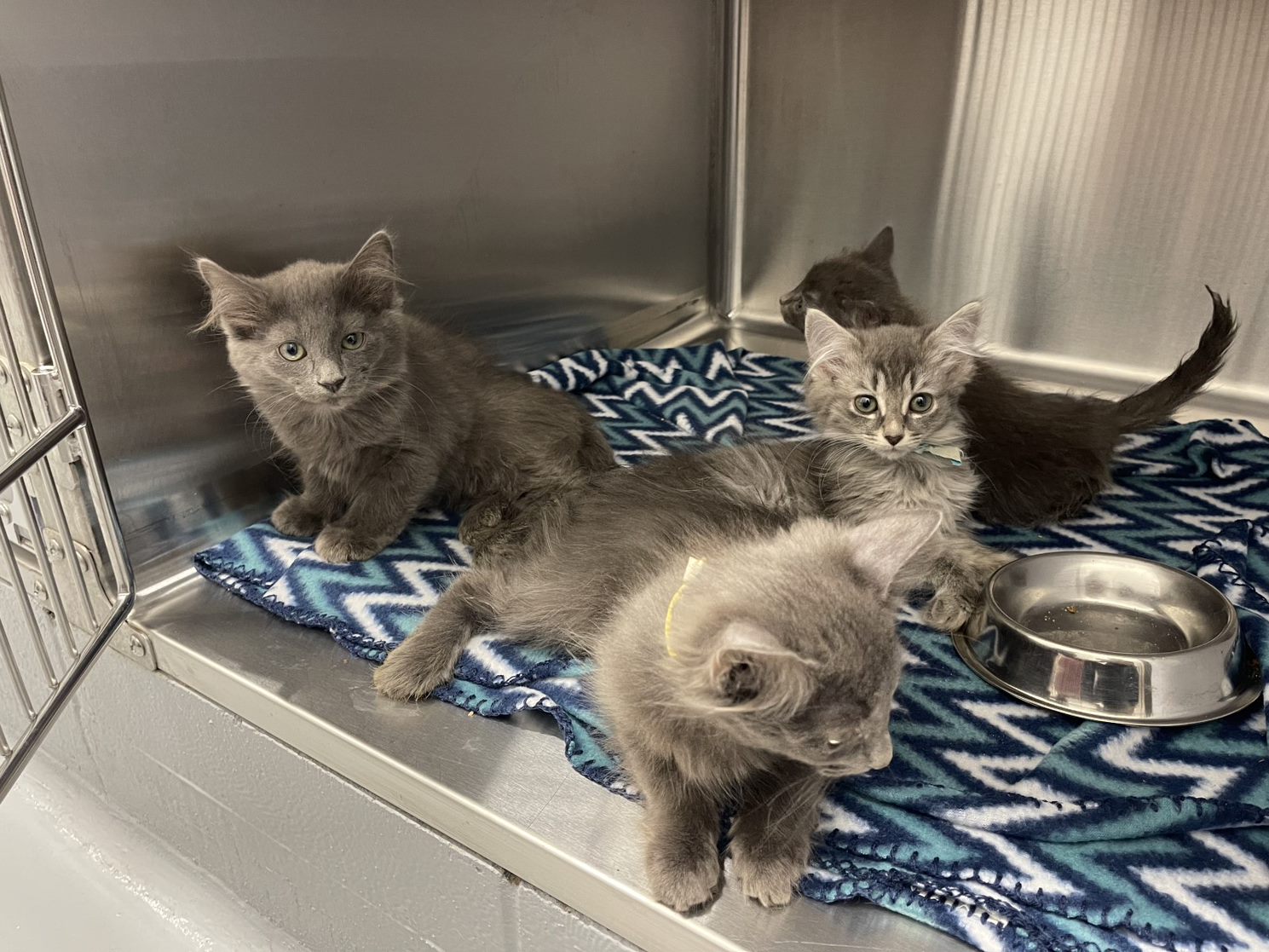 Feux de forêt : Proanima accueille les animaux de la SPCA Abitibi Ouest de La Sarre