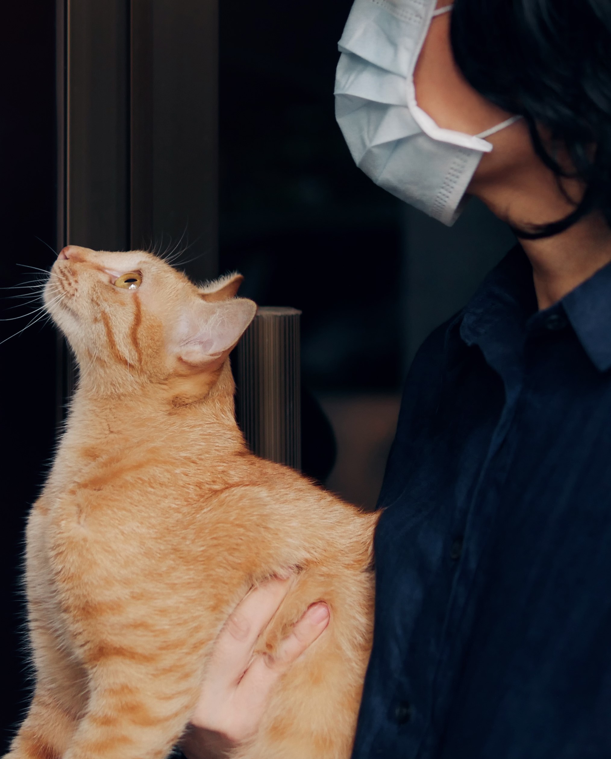 COVID-19 : les animaux de la Rive-Sud ont aussi une zone rouge