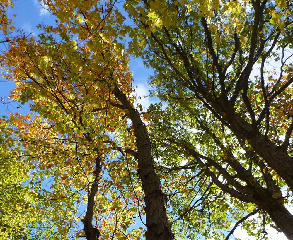 Un projet de recherche sur la ésilience des arbres urbains de Boucherville et de Varennes, soutenu par Québec