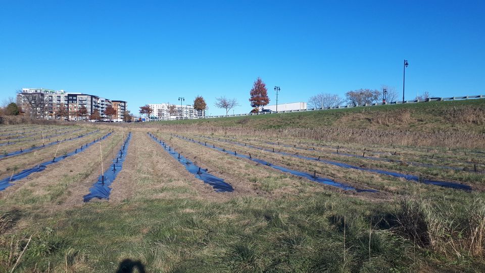 Plantation de 350 arbres à Sainte-Julie en bordure de l’autoroute