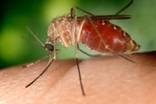 Montéégie : un premier cas d’infection par le virus du Nil cette année