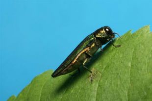 Trafic de drogue : douze perquisitions, dont une à Saint-Amable