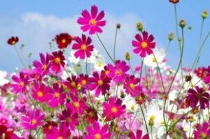 Participez aux Mérites Varennes en fleurs à Varennes