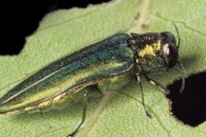 Agrile du frêne : Longueuil met en place un programme d’aide financière aux citoyens pour l’abattage d’arbres