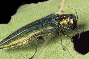 Agrile du frêne : Longueuil met en place un programme d’aide financière aux citoyens pour l’abattage d’arbres