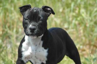 Varennes sévira à l’égard des propriétaires de chiens non tenus en laisse et sans médaille