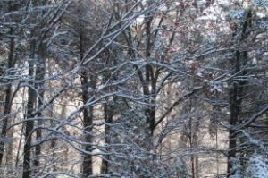 Transmettre les richesses du parc égional des Grèves aux générations futures!