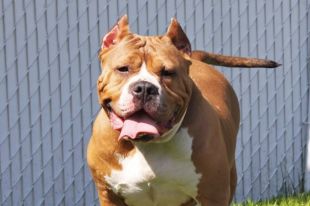 SAINTE-JULIE SUSPEND TEMPORAIREMENT L’ADOPTION D’UN ÈGLEMENT OBLIGEANT LA MUSELIÈRE « PANIER » POUR CERTAINES RACES DE CHIENS