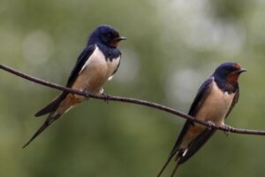Une portion du boisé Du Tremblay sera transformée en prairie indigène
