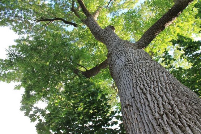 Boucherville éserve une enveloppe de 86 000 $ pour la lutte contre l&rsquo;agrile du frêne