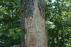 De plus en plus de frênes affectés par l&rsquo;agrile à Boucherville