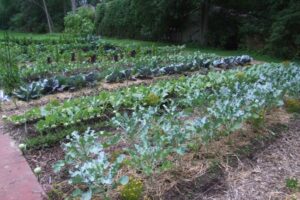 Partage de écoltes et de connaissances au jardin collectif de Montarville