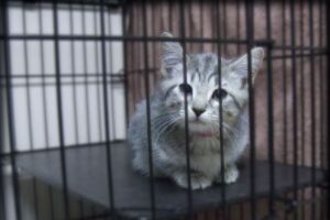 Un nouvel organisme voué à la protection des animaux tente de se mettre en marche