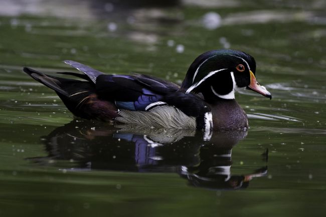 Activités printanières au parc des Îles-de-Boucherville