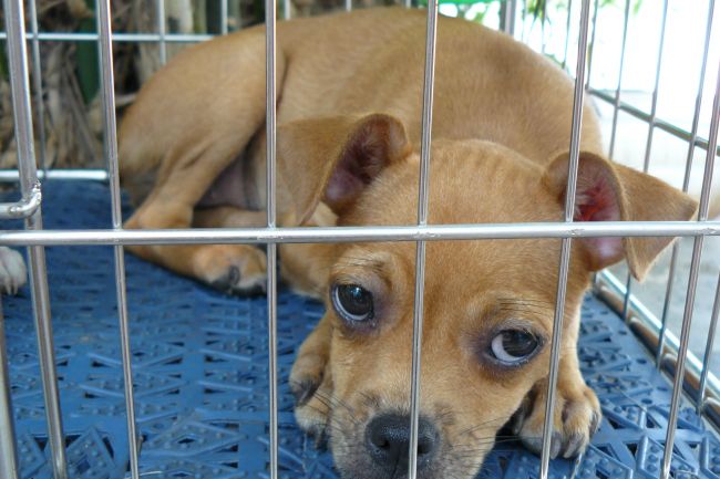 Adopter un animal de compagnie signifie s&rsquo;engager à long terme