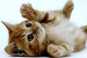 Seulement 4% des chats errants sont éclamés au SARS