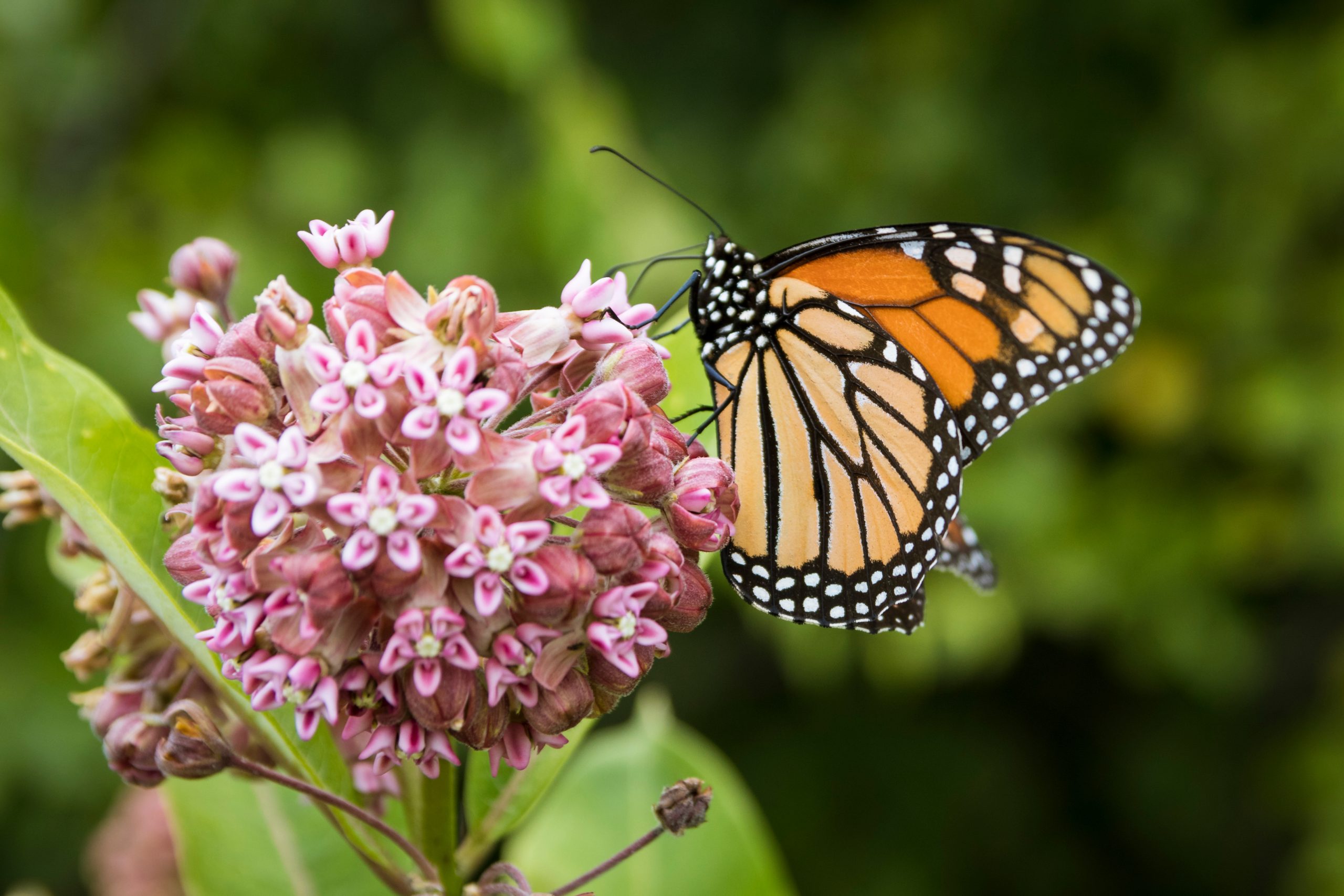 Boucherville : une aire de protection pour les monarques