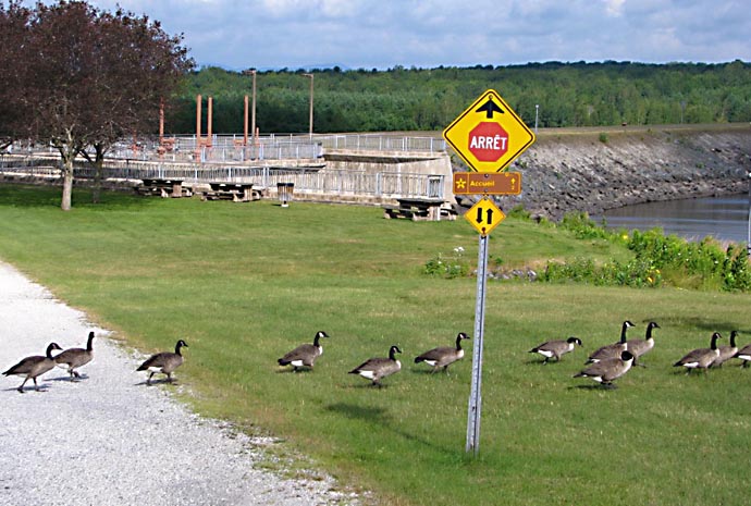 De nombreux citoyens dénoncent la chasse aux bernaches avec des autos téléguidées