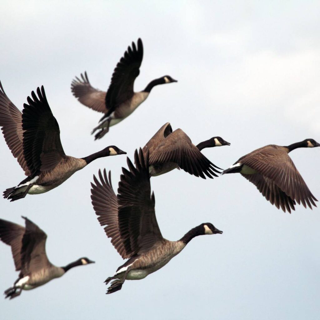 Trois cas de grippe aviaire découverts chez des oiseaux sauvages