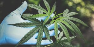 L’industrie du cannabis sera interdite dans les zones industrielles à Sainte-Julie