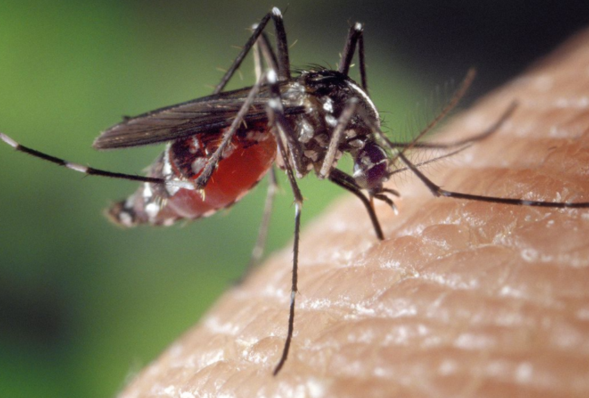 Virus du Nil : recrudescence des cas au Québec et surtout en Montéégie