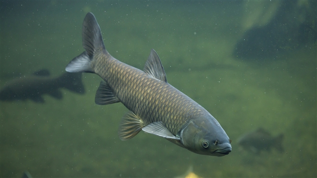 La première carpe de roseau au Québec a été capturée à Contrecœur