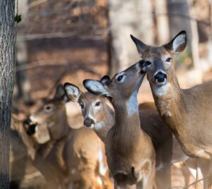 Abattage des cerfs : Longueuil optera finalement pour l’arme à air comprimé