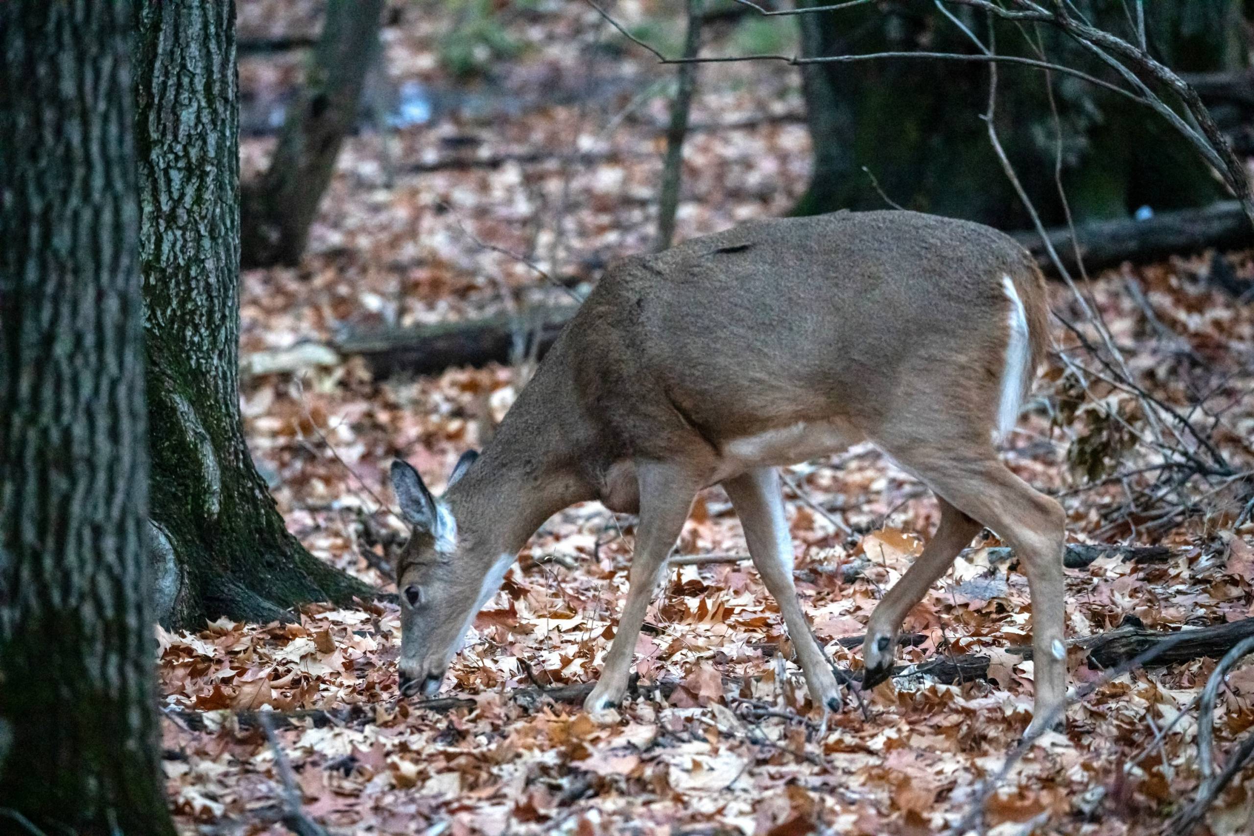 Surpopulation de cerfs à Boucherville : hausse de 33 % en un an