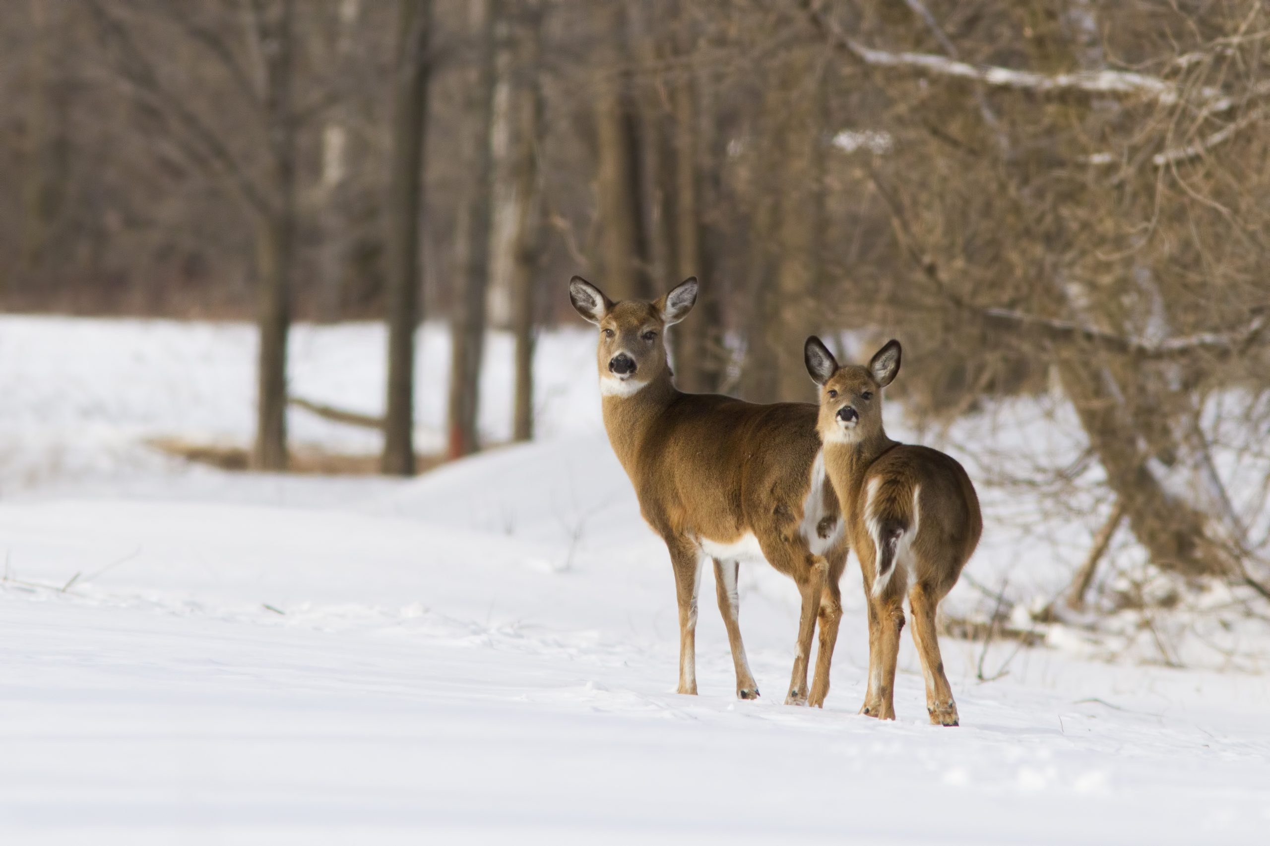 La SEPAQ doit retarder à l’automne 2023 l’abattage de plus de 300 cerfs à Boucherville et Saint-Bruno