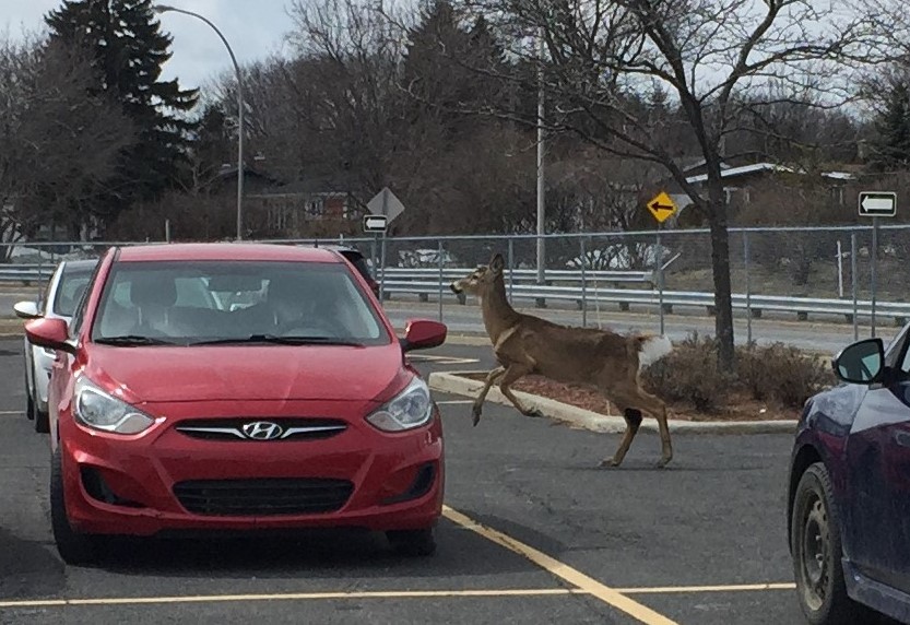 Les cerfs gambadent toujours