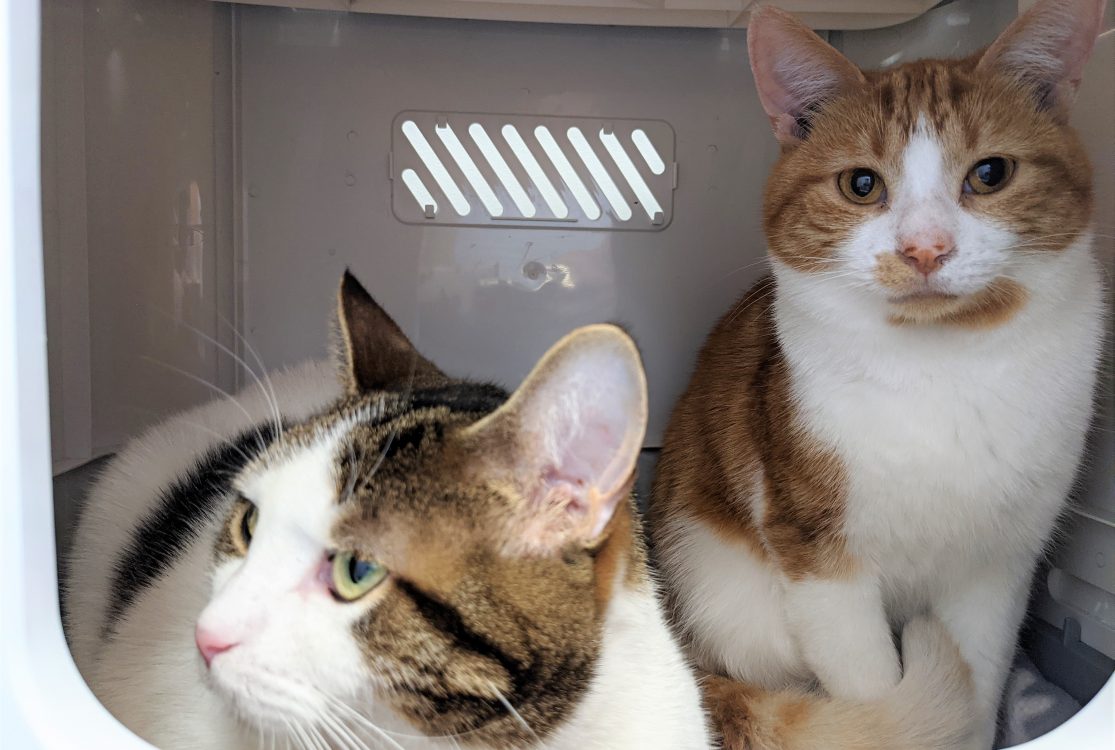 Petit couple inséparable de chats à l’adoption