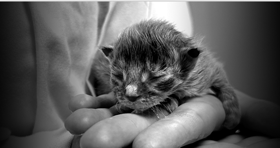 Une campagne pour sauver des chatons orphelins