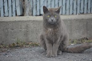 Nourrir les chats errants interdit à Contrecoeur