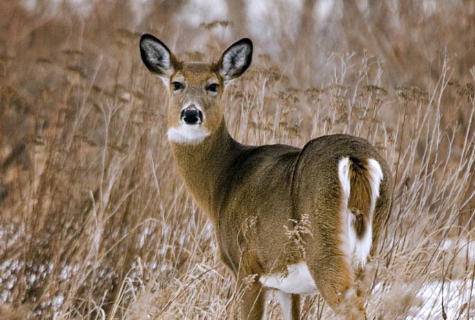 Au tour de la Sépaq de vouloir abattre jusqu’à 350 chevreuils dans les parcs de Boucherville et de Saint-Bruno