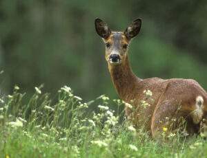 Une chasse au cerf, cet automne dans le parc Michel-Chartrand de Longueuil, pour éliminer 100 bêtes