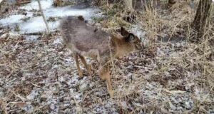La saga des cerfs de Longueuil, au Bye Bye et en photos