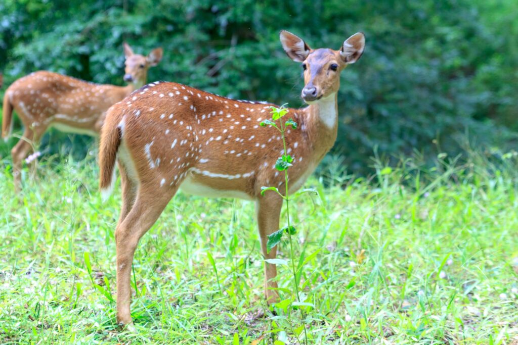 Abattage des dizaines de chevreuils: Me Goldwater dépose une action en Cour supérieure contre la Ville de Longueuil