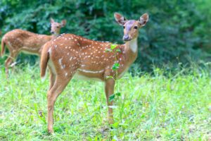 Abattage des dizaines de chevreuils: Me Goldwater dépose une action en Cour supérieure contre la Ville de Longueuil