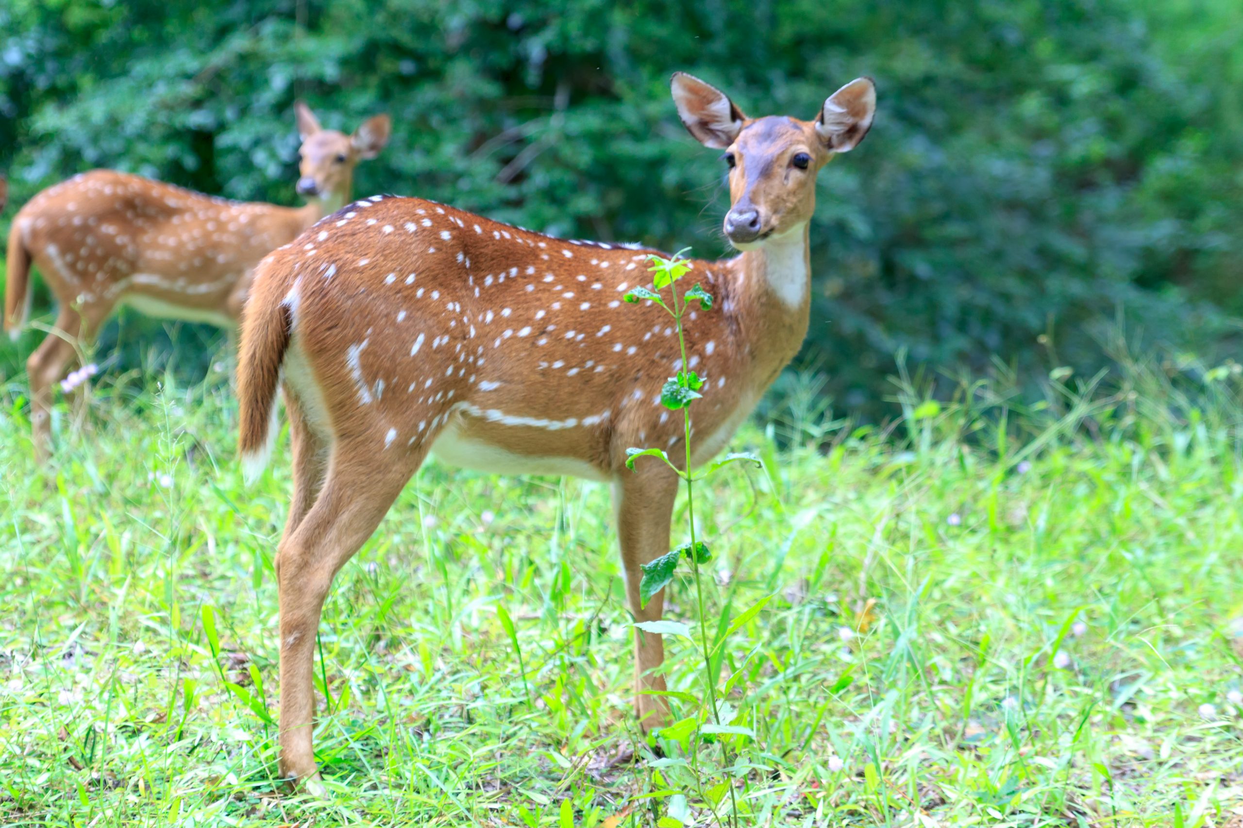 Abattage des dizaines de chevreuils: Me Goldwater dépose une action en Cour supérieure contre la Ville de Longueuil