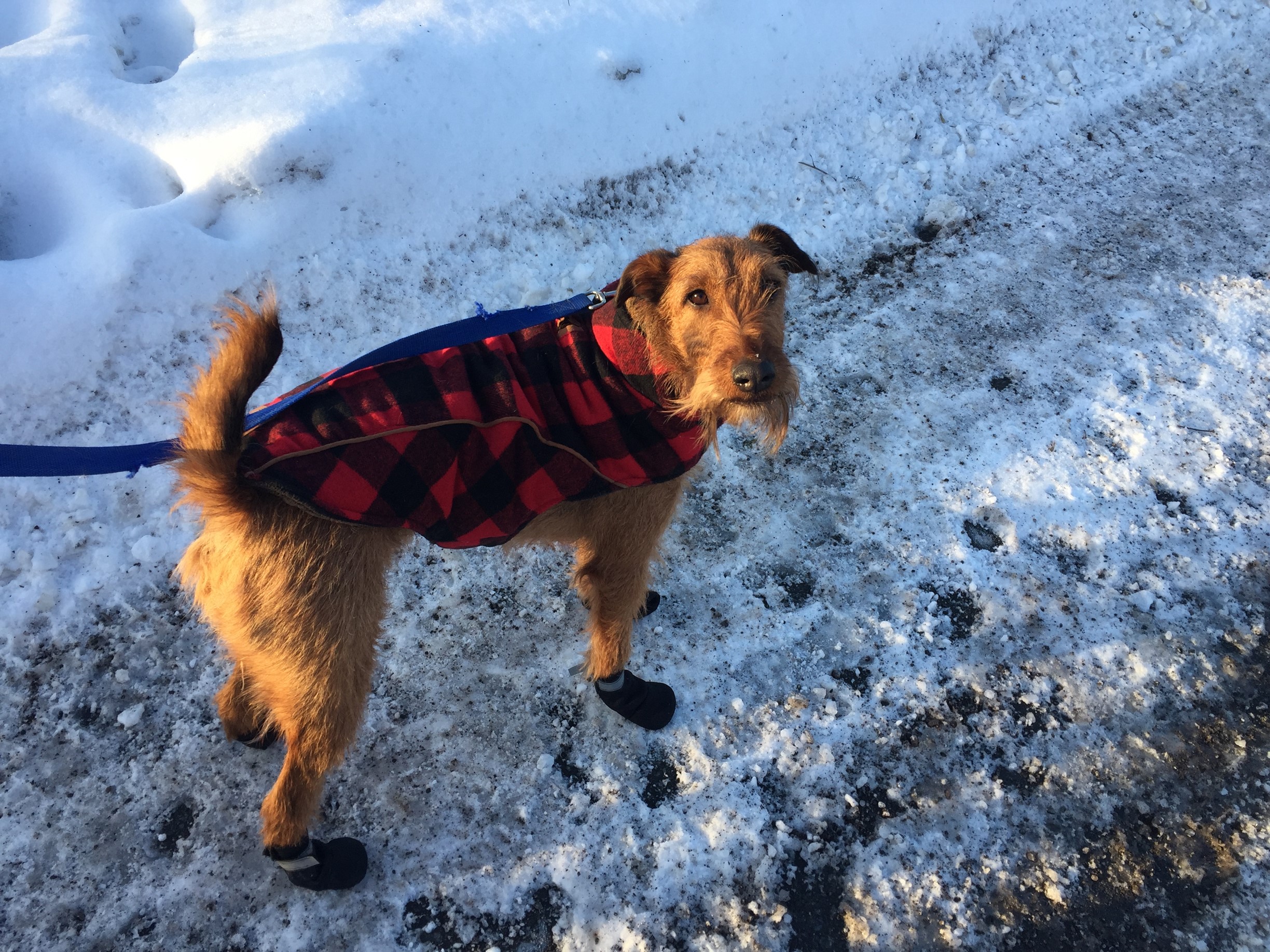 Comment protéger nos animaux des dangers de l’hiver ?