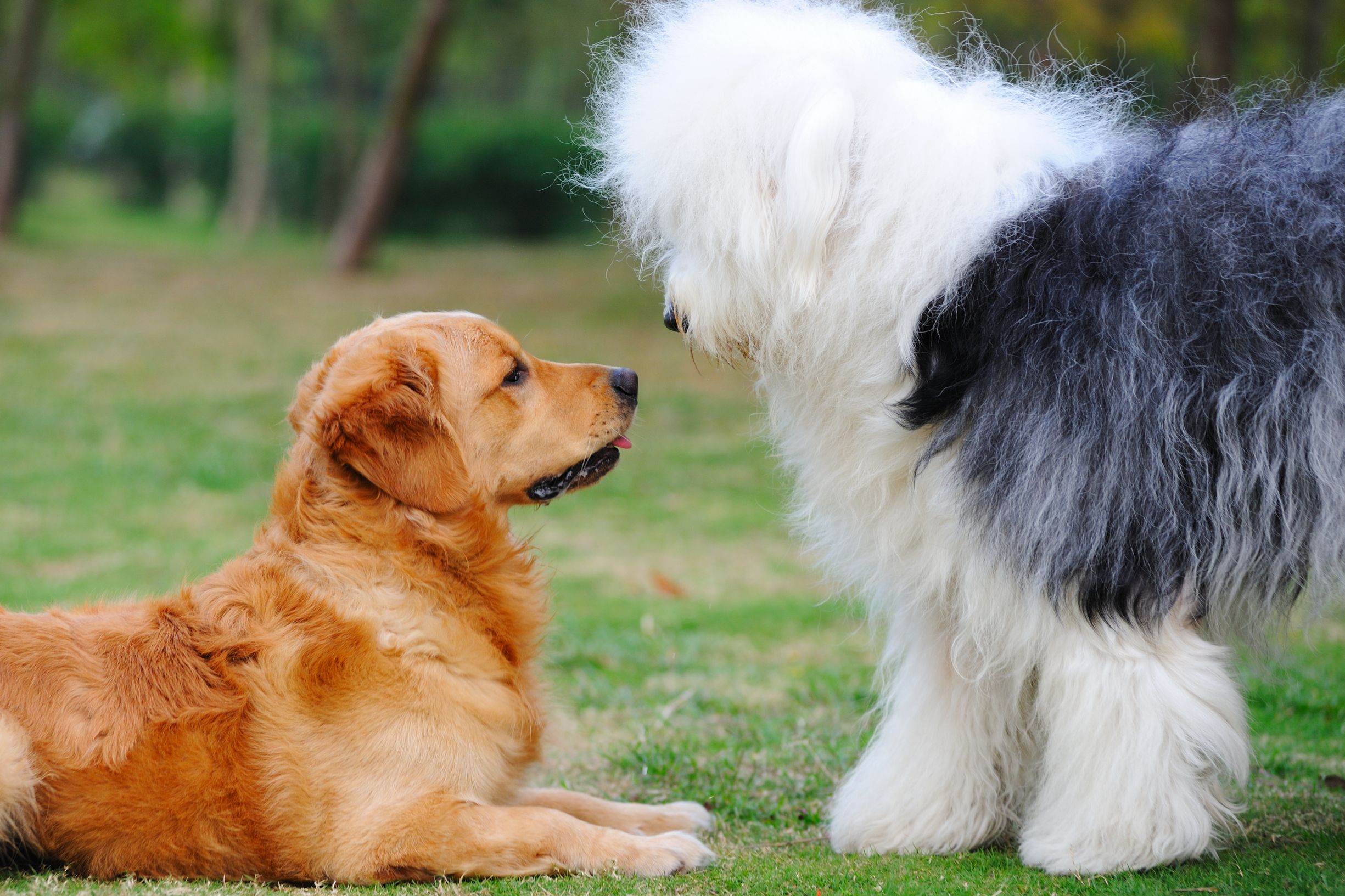 Les questions à se poser avant d’adopter un chien