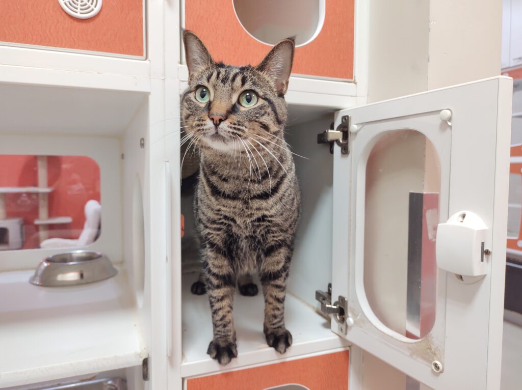 Mise à jour : l&rsquo;irrésistible Choupette a été adoptée !