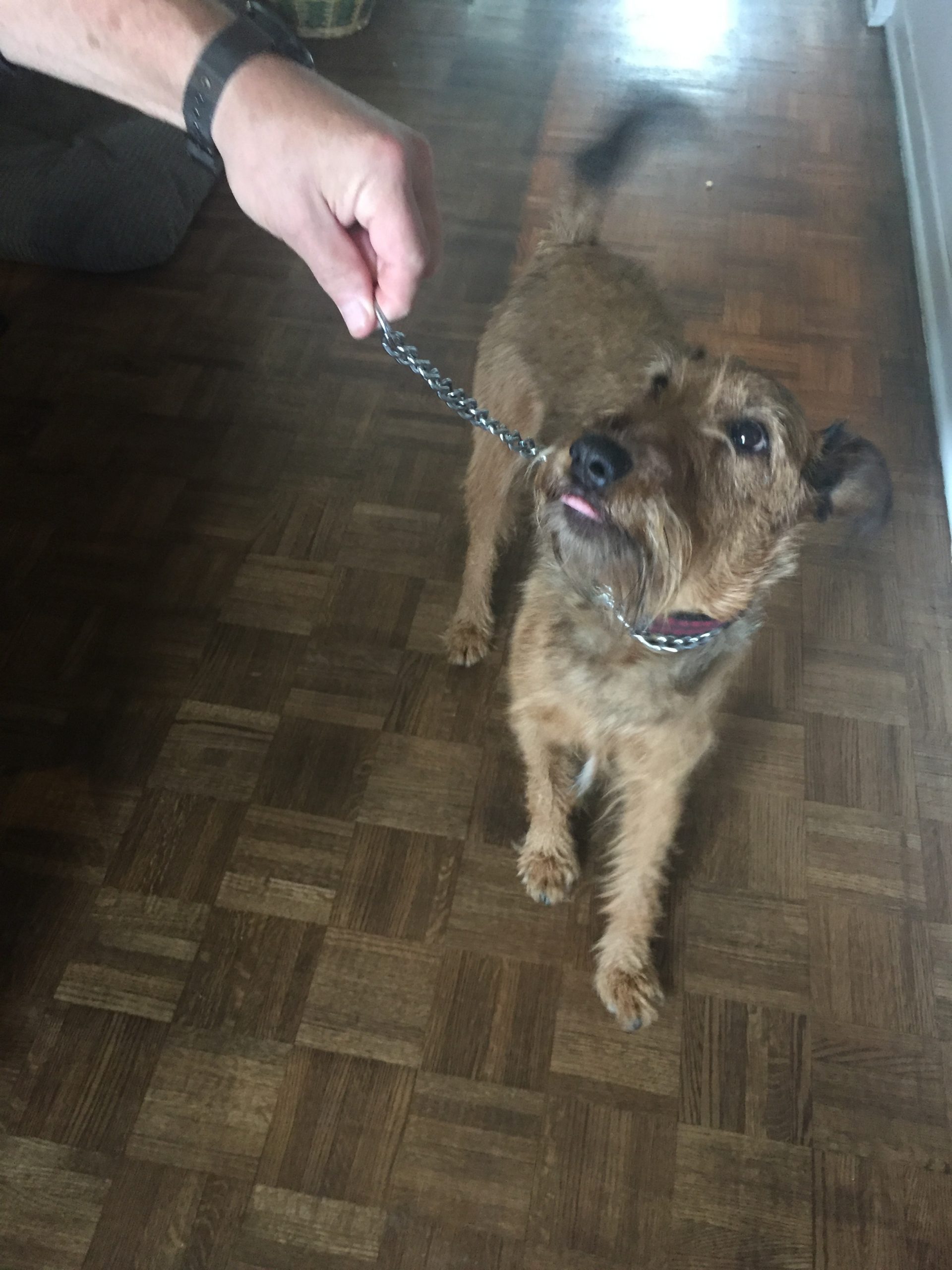 Mondou retire les colliers aversifs de tous ses magasins