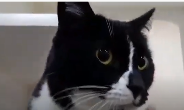 L’affectueuse Croquette se cherche une famille d’accueil