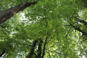 Boucherville et Varennes participent à une étude sur la foresterie urbaine