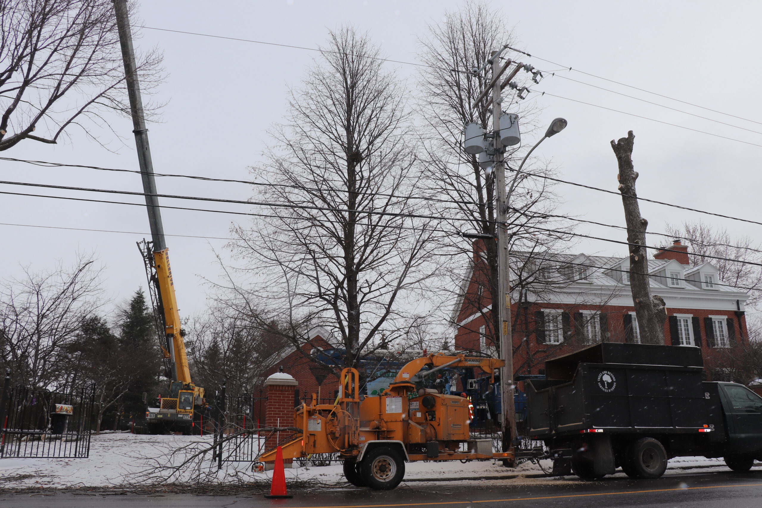 Les ravages de l’agrile : onze frênes centenaires abattus