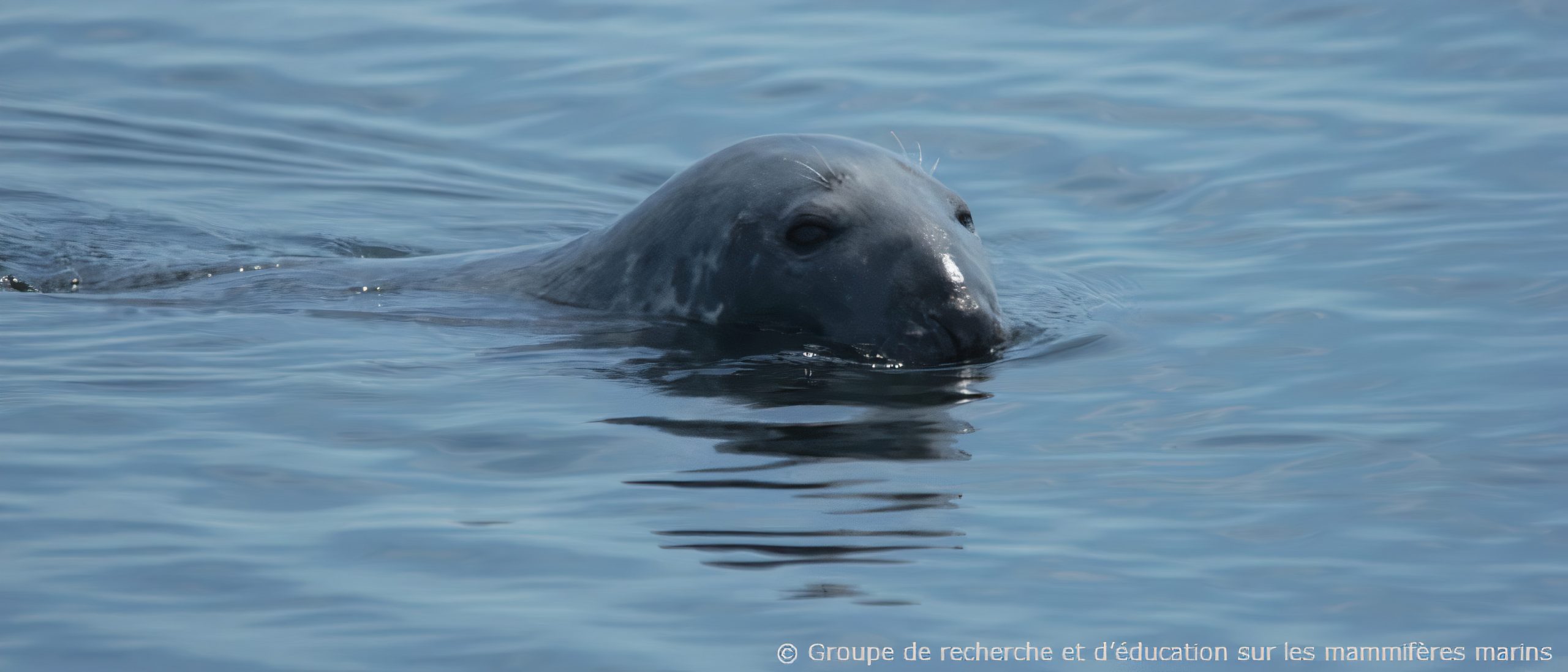 Phoques sur les rives du Saint-Laurent: Prière de ne pas déranger!