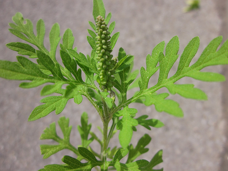 L’herbe à poux ne prend pas de vacances en août!