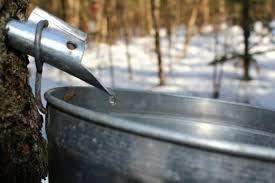 Lancement de la saison acéricole 2020 en Montéégie