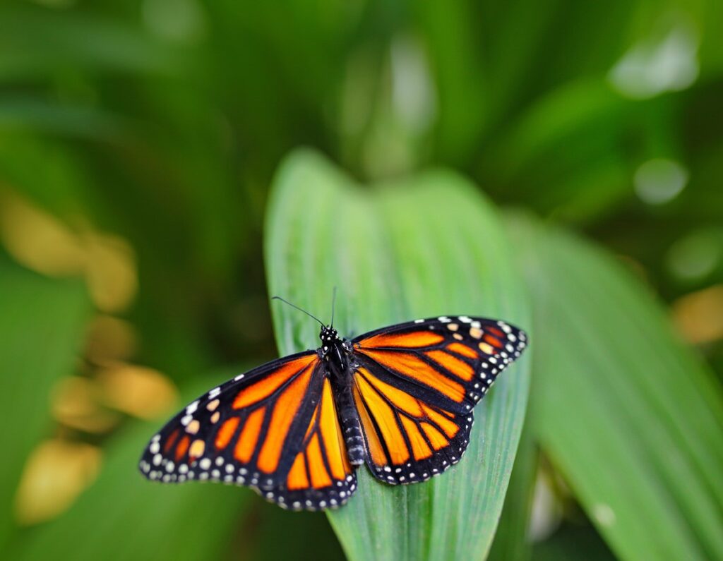 La Journée de l’environnement : une expérience électrique!